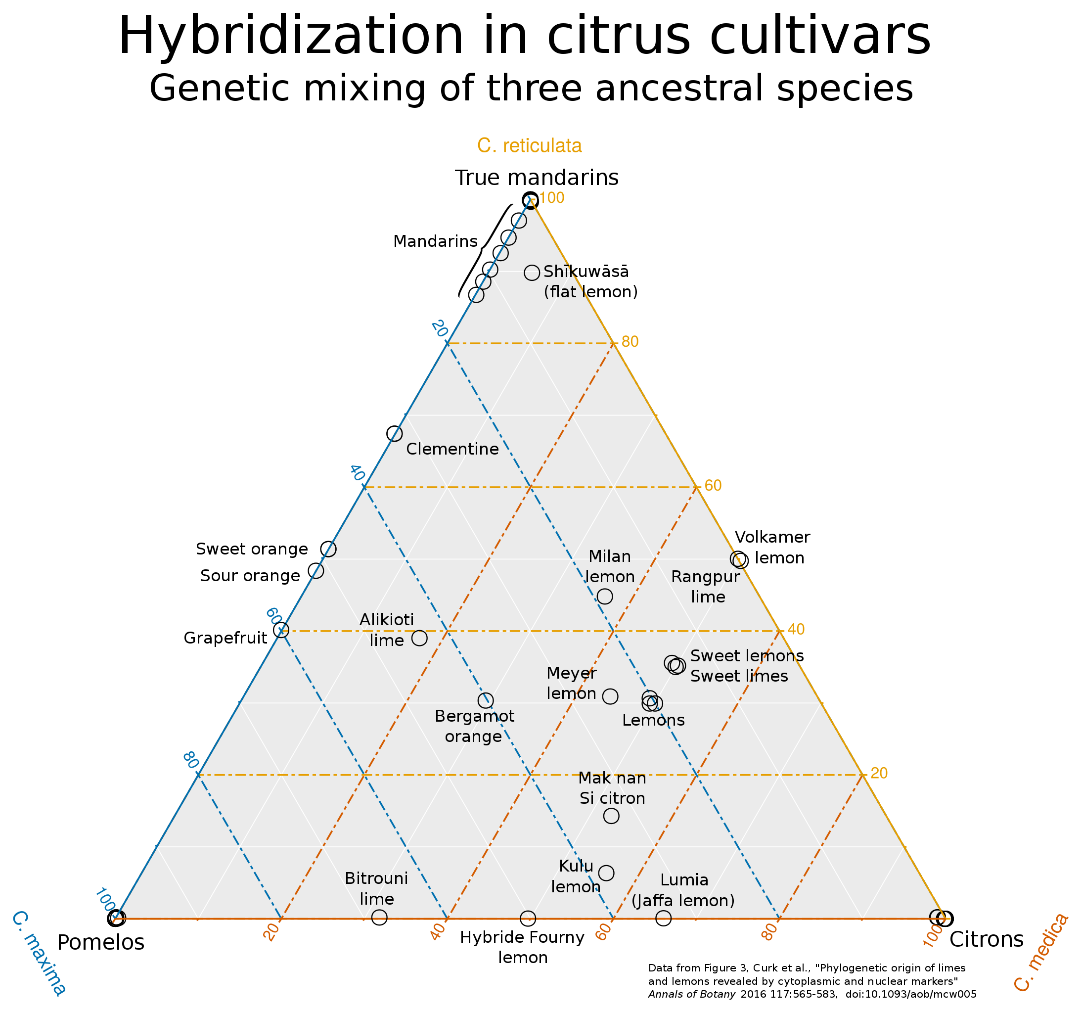 Hybridization of citrus cultivars https://commons.wikimedia.org/wiki/File:Citrus_tern_cb_simplified_1.svg